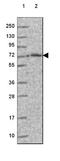 Iduronidase Alpha-L- antibody, NBP2-48863, Novus Biologicals, Western Blot image 