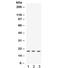 Interleukin 7 antibody, R31934, NSJ Bioreagents, Western Blot image 