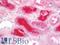 Apolipoprotein A1 antibody, LS-B11445, Lifespan Biosciences, Immunohistochemistry paraffin image 