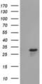 RASD Family Member 2 antibody, NBP2-03331, Novus Biologicals, Western Blot image 