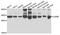 Interleukin 20 Receptor Subunit Beta antibody, orb373895, Biorbyt, Western Blot image 