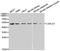 Galectin 3 antibody, MBS126403, MyBioSource, Western Blot image 