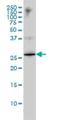 High Mobility Group Box 1 antibody, H00003146-M02, Novus Biologicals, Western Blot image 