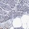 Calcium Binding And Coiled-Coil Domain 2 antibody, HPA022989, Atlas Antibodies, Immunohistochemistry frozen image 