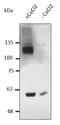 HIF1-alpha antibody, orb334997, Biorbyt, Western Blot image 