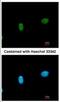 SWI/SNF Related, Matrix Associated, Actin Dependent Regulator Of Chromatin, Subfamily A Like 1 antibody, NBP2-20414, Novus Biologicals, Immunofluorescence image 