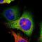 Tryptophan--tRNA ligase 1 antibody, NBP2-55159, Novus Biologicals, Immunofluorescence image 