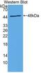 Interleukin 24 antibody, LS-C717555, Lifespan Biosciences, Western Blot image 