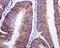 ADP Ribosylation Factor 1 antibody, ab108347, Abcam, Immunohistochemistry paraffin image 