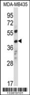 Olfactory Receptor Family 8 Subfamily K Member 1 antibody, 57-406, ProSci, Western Blot image 