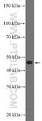 Basic Leucine Zipper And W2 Domains 2 antibody, 21001-1-AP, Proteintech Group, Enzyme Linked Immunosorbent Assay image 