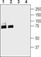 Sodium/glucose cotransporter 1 antibody, PA5-77460, Invitrogen Antibodies, Western Blot image 