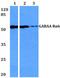 Gamma-Aminobutyric Acid Type A Receptor Alpha6 Subunit antibody, PA5-36590, Invitrogen Antibodies, Western Blot image 