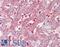 LYL1 Basic Helix-Loop-Helix Family Member antibody, LS-B8402, Lifespan Biosciences, Immunohistochemistry paraffin image 