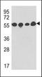 Tubulin antibody, TA324326, Origene, Western Blot image 