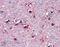 Neuron-specific antigen HPC-1 antibody, MBS565312, MyBioSource, Immunohistochemistry paraffin image 