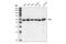 SRC Proto-Oncogene, Non-Receptor Tyrosine Kinase antibody, 2110S, Cell Signaling Technology, Western Blot image 