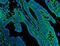 Cadherin 2 antibody, PA1328, Boster Biological Technology, Immunofluorescence image 