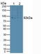 Sortilin 1 antibody, abx129222, Abbexa, Western Blot image 