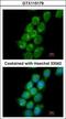 Protein Regulator Of Cytokinesis 1 antibody, GTX115179, GeneTex, Immunocytochemistry image 