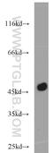 Carboxypeptidase A1 antibody, 15836-1-AP, Proteintech Group, Western Blot image 