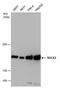 Rho Associated Coiled-Coil Containing Protein Kinase 2 antibody, PA5-78291, Invitrogen Antibodies, Western Blot image 