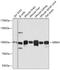 Glutamate Ionotropic Receptor AMPA Type Subunit 4 antibody, GTX57744, GeneTex, Western Blot image 