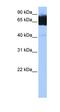 Tetratricopeptide Repeat Domain 12 antibody, orb325886, Biorbyt, Western Blot image 