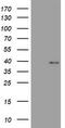 Wnt Family Member 3 antibody, LS-C336404, Lifespan Biosciences, Western Blot image 