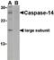 Caspase 14 antibody, orb86709, Biorbyt, Western Blot image 