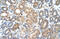 HSPB1 Associated Protein 1 antibody, 29-091, ProSci, Immunohistochemistry frozen image 