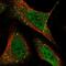 HERV-H LTR-Associating 3 antibody, PA5-56703, Invitrogen Antibodies, Immunofluorescence image 