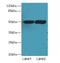 Tubulin Alpha 3e antibody, LS-C399257, Lifespan Biosciences, Western Blot image 