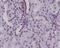 Lamin A/C antibody, M00438, Boster Biological Technology, Immunohistochemistry frozen image 
