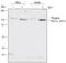 PGC-1-alpha antibody, AF6650, R&D Systems, Western Blot image 