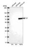 Transketolase antibody, HPA029481, Atlas Antibodies, Western Blot image 