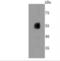 Cytochrome P450 Family 2 Subfamily E Member 1 antibody, NBP2-67021, Novus Biologicals, Western Blot image 