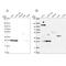 RNA Polymerase II Subunit E antibody, NBP2-49577, Novus Biologicals, Western Blot image 