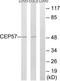 Centrosomal Protein 57 antibody, TA314958, Origene, Western Blot image 