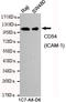 MyD10 antibody, TA346974, Origene, Western Blot image 
