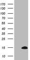 CDC42 Small Effector 2 antibody, LS-C798507, Lifespan Biosciences, Western Blot image 