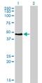 Paired Box 2 antibody, H00005076-M01, Novus Biologicals, Western Blot image 