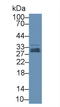 Glutathione peroxidase 3 antibody, LS-C373071, Lifespan Biosciences, Western Blot image 