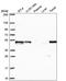 GA Binding Protein Transcription Factor Subunit Beta 1 antibody, PA5-66923, Invitrogen Antibodies, Western Blot image 