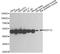 Eukaryotic Translation Elongation Factor 1 Gamma antibody, A2721, ABclonal Technology, Western Blot image 