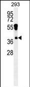 Rhox Homeobox Family Member 2 antibody, PA5-71650, Invitrogen Antibodies, Western Blot image 