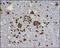 Proopiomelanocortin antibody, 250453, Abbiotec, Immunohistochemistry paraffin image 