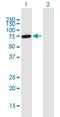 ZNF306 antibody, H00080317-B01P-50ug, Novus Biologicals, Western Blot image 