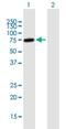 Zinc finger protein with KRAB and SCAN domains 3 antibody, H00080317-B01P-50ug, Novus Biologicals, Western Blot image 