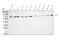 EH Domain Containing 1 antibody, A02168-1, Boster Biological Technology, Western Blot image 